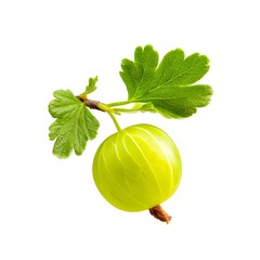 Gooseberry isolated on a white background.