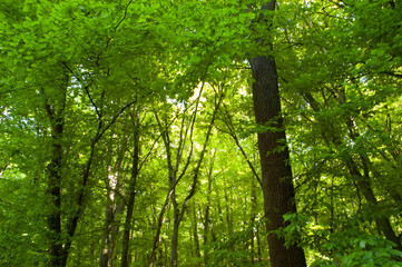 Sunny day in a green forest filled with lush leaves — a vibrant and peaceful nature scene.