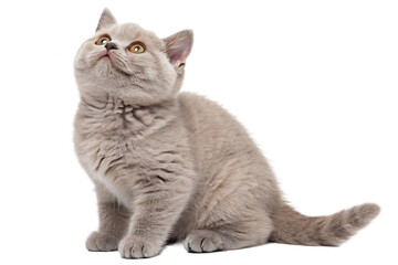 british shorthair lilac cat looking up isolated on white background png,  ai  generated