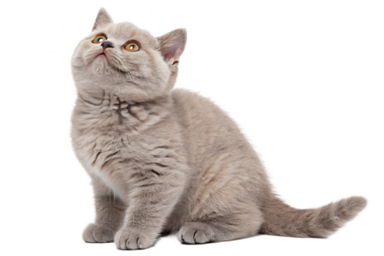 british shorthair lilac cat looking up isolated on white background png,  ai  generated