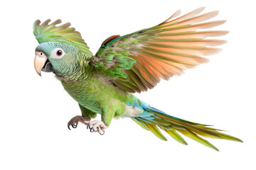 Fototapeta premium Colorful parrot in flight