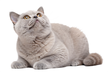  british shorthair lilac cat-looking-up- isolated on white background png,  ai  generated