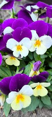 Colourful Pansies: Spring Blooms with Unique Colours