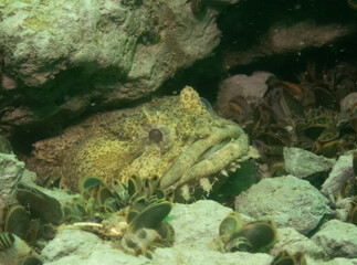 Oyster Toadfish