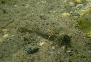Sand Shrimp