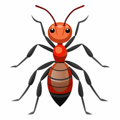 colorado potato beetle