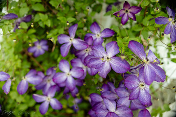 Obraz premium Morning Glory