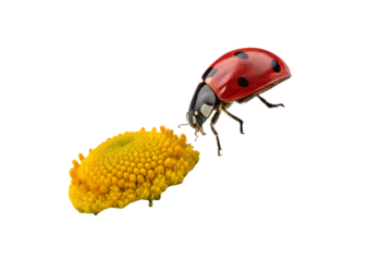 close-up-red-ladybug-on-camomile-flower isolated on white background png, ai generated