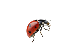 close-up-red-ladybug-on-camomile-flower isolated on white background png, ai generated