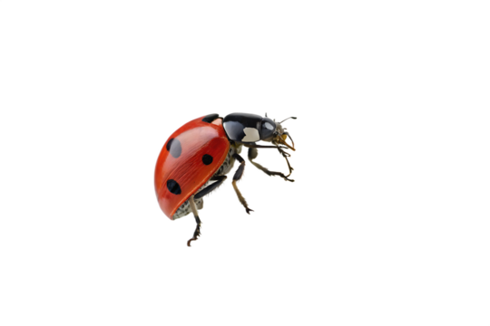 close-up-red-ladybug-on-camomile-flower isolated on white background png,  ai  generated