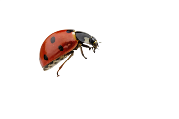 close-up-red-ladybug-on-camomile-flower isolated on white background png, ai generated