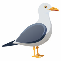 duck isolated on white