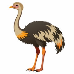 ostrich cartoon isolated on white