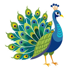 peacock on white background