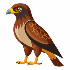 red tailed hawk