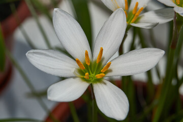Fototapeta premium Zephyr lily blooms on the windowsill. Zephyr lily is a genus of flowering plants in the Amaryllidaceae family.