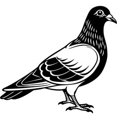 Obraz premium Pigeon bird vector illustration isolated on white background