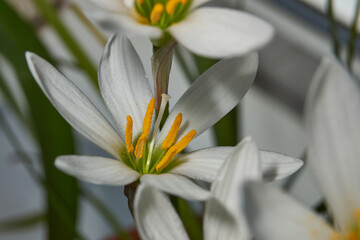Zephyr lily blooms on the windowsill. Zephyr lily is a genus of flowering plants in the Amaryllidaceae family.