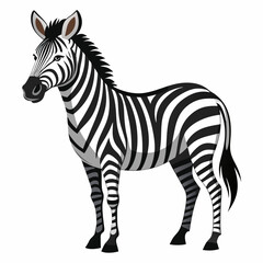zebra vector illustration