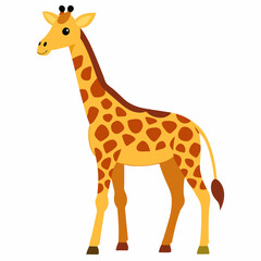 giraffe isolated on white