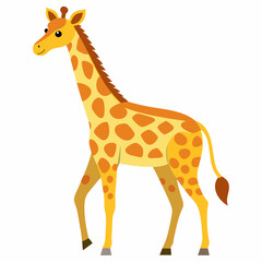 giraffe isolated on white