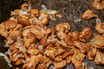 Hot mushroom dish – chanterelles fried with onions in oil. A fragrant dish of fried chanterelles and onions in a frying pan. A close–up of fried chanterelles is a simple and delicious meal.