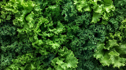 High-resolution closeup of vibrant green kale and crisp lettuce growing organically in a lush garden bed.
