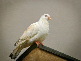 Majestic white dove captured in minimalist frame symbolizing freedom peace and spiritual calmness