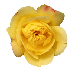yellow rose png transparent background