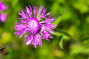 A bright purple wildflower with luxurious petals stands out against a blurred green background. Sunlight emphasizes the rich color and delicate structure of the plant. This picture conveys the beauty 