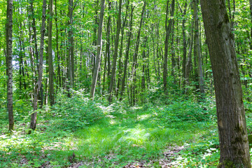 A deep forest landscape with tall trees and dense green vegetation creates a sense of calm....