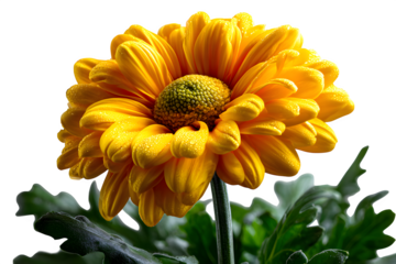 Bright yellow daisy-like flower, top-down macro view, styled naturally on white, isolated to transparent background