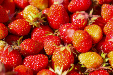 Ripe strawberries gleam in the sun, inviting you to enjoy their taste. Bright colors and a juicy...
