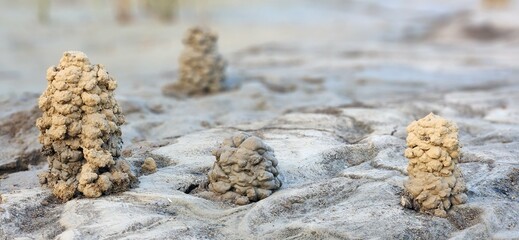 A collection of crawdad burrows.