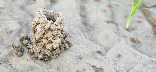 A crawdad hole on the shore.