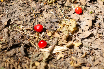 Three bright red cherries lie on dry ground, covered with fallen leaves and small twigs, adding a...