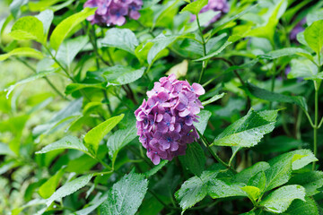 Violet Hydrangea with Raindrops – Moody and Romantic Rainy Day Bloom