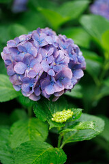 Violet Hydrangea with Raindrops &ndash; Moody and Romantic Rainy Day Bloom

