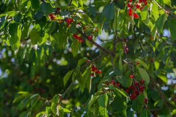Cherry tree full of ripe red cherries under bright sunlight in a lush garden setting during summer