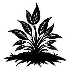 Plant with leaves isolated on white background