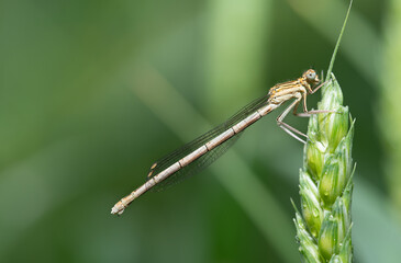 Close-up of a female blue damselfly (Platycnemis pennipes) sitting on an unripe ear of wheat. The...