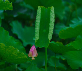 Pink lotus flowers and green lotus leaves after the rain