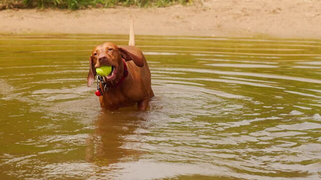 Watch a playful hungarian vizsla retrieving a ball from the water, enjoying warm sunshine at the park with excitement.
