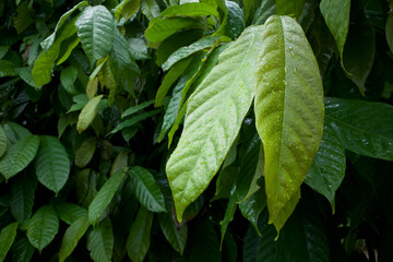 A close up of young cacao greenn leaves (Theobroma cacao) with water droplets after raining