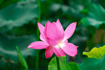 Pink lotus flowers and green lotus leaves after the rain