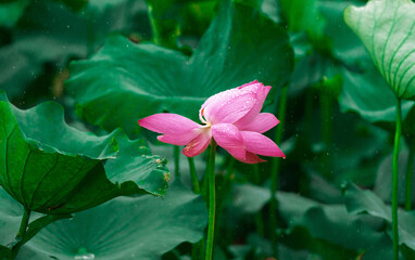 Pink lotus flowers and green lotus leaves after the rain
