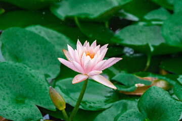 Green lotus leaves and pink water lilies in the rain