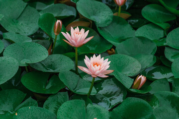Green lotus leaves and pink water lilies in the rain © Jin