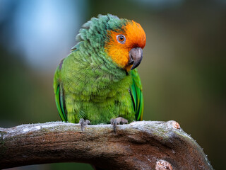 Parrot portrait with colorful feather close-up and tranquil soft nature-inspired blurred backdrop