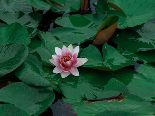 Green lotus leaves and pink water lilies in the rain